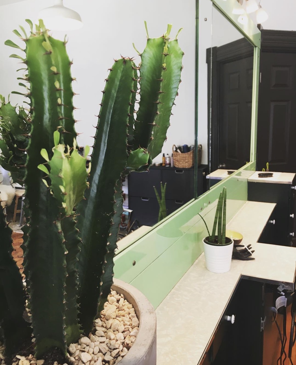Cactus beside Hairsmith’s green-framed 1940 mirror and dark cabinetry